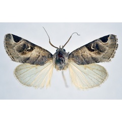 /filer/webapps/moths/media/images/T/tessenei_Brevipecten_AM_NHMO_02.jpg