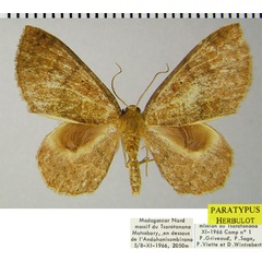 /filer/webapps/moths/media/images/C/comosissima_Asthenotricha_PTM_ZSMa.jpg