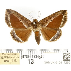 /filer/webapps/moths/media/images/L/limbata_Euaethiops_AF_BMNH.jpg