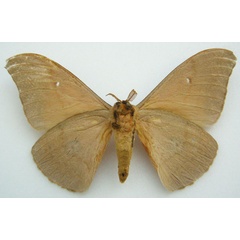 /filer/webapps/moths/media/images/K/kitalei_Cinabra_HT_NHMUKb.jpg