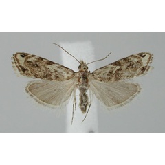 /filer/webapps/moths/media/images/M/maculosa_Glaucocharis_AF_ZMHB.jpg