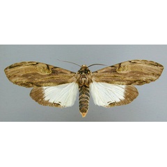 /filer/webapps/moths/media/images/C/curvatula_Scaeopteryx_AF_RMCA.jpg