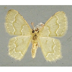 /filer/webapps/moths/media/images/G/grisea_Metallochlora_AM_TMSA.jpg