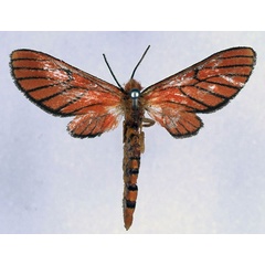 /filer/webapps/moths/media/images/M/miniata_Rhipidarctia_HT_BMNH_01.jpg