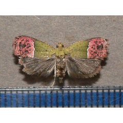 /filer/webapps/moths/media/images/P/prodiga_Prophaecasia_A_Goffa_03.jpg
