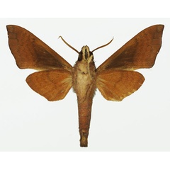 /filer/webapps/moths/media/images/S/stevensi_Temnora_AM_Basquinb.jpg