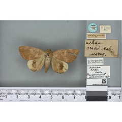 /filer/webapps/moths/media/images/O/orea_Achaea_PLT_BMNHa.jpg