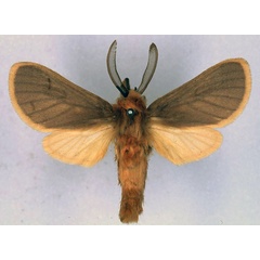 /filer/webapps/moths/media/images/S/sarcosoma_Metarctia_HT_BMNH_01.jpg