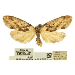 /filer/webapps/moths/media/images/N/ngai_Exilisia_PTM_BMNH.jpg