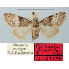 /filer/webapps/moths/media/images/B/bipartita_Paranola_AT_TMSA.jpg