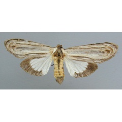 /filer/webapps/moths/media/images/I/ingens_Amyops_AF_RMCA.jpg