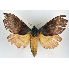 /filer/webapps/moths/media/images/J/jamesoni_Catalebeda_AF_NHMO.jpg