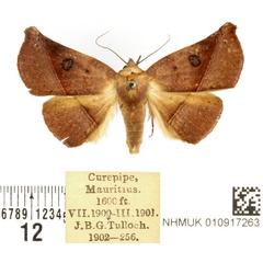 /filer/webapps/moths/media/images/P/porrecta_Prominea_AM_BMNH.jpg