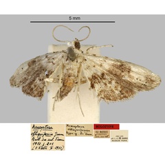 /filer/webapps/moths/media/images/O/obliquifascia_Araeoptera_HT_MNHN.jpg