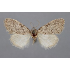 /filer/webapps/moths/media/images/P/poliotis_Meganola_PLT_BMNH.jpg