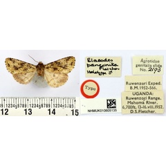 /filer/webapps/moths/media/images/P/panconita_Elaeodes_HT_BMNH.jpg