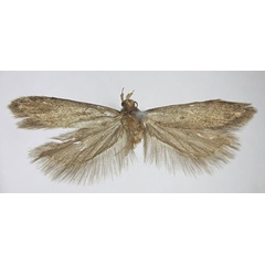 /filer/webapps/moths/media/images/W/wieseri_Scrobipalpa_PTM_BMNH.jpg
