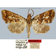 /filer/webapps/moths/media/images/A/andasy_Coelophoris_HT_MNHN.jpg