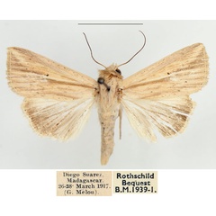 /filer/webapps/moths/media/images/V/viettei_Mythimna_AF_BMNH.jpg