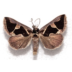 /filer/webapps/moths/media/images/F/flacourti_Fodina_HT_MNHN.jpg