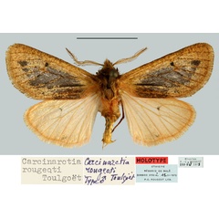 /filer/webapps/moths/media/images/R/rougeoti_Carcinarctia_HT_MNHN.jpg