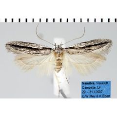 /filer/webapps/moths/media/images/O/oxychasta_Pseudotelphusa_AM_ZMHB.jpg