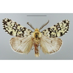 /filer/webapps/moths/media/images/O/octophora_Dasychira_AM_TMSA.jpg