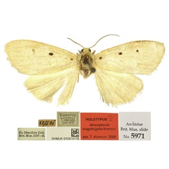 /filer/webapps/moths/media/images/M/magnitrigutta_Cyana_HT_BMNH.jpg