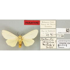/filer/webapps/moths/media/images/M/milloti_Diacrisia_PTF_BMNHa.jpg