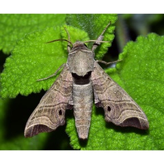 /filer/webapps/moths/media/images/A/apicalis_Likoma_AM_Schmit.jpg