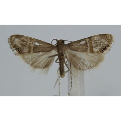 /filer/webapps/moths/media/images/V/vinculellus_Euchromius_A_JMonks_01.jpg