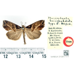 /filer/webapps/moths/media/images/B/basirhabdota_Plusiodonta_HT_BMNH.jpg