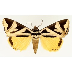 /filer/webapps/moths/media/images/A/attathoides_Attatha_AM_TMSA_02.jpg