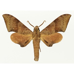 /filer/webapps/moths/media/images/P/prionites_Neopolyptychus_AM_Basquin_03a.jpg