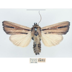 /filer/webapps/moths/media/images/I/interciliata_Leucania_AM_BMNH_02.jpg