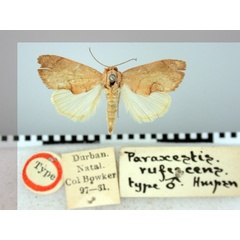 /filer/webapps/moths/media/images/R/rufescens_Paraxestis_HT_BMNH.jpg