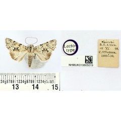 /filer/webapps/moths/media/images/P/poliastis_Mamestra_LT_BMNH.jpg
