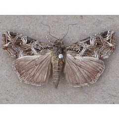 /filer/webapps/moths/media/images/Y/yerburii_Callopistria_A_Butler.jpg