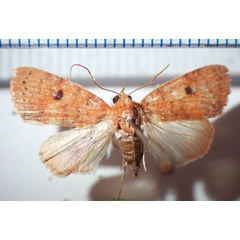 /filer/webapps/moths/media/images/D/dispar_Rivula_AF_Bippus.jpg