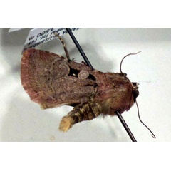 /filer/webapps/moths/media/images/S/sidamona_Ochropleura_A_FMNH.jpg
