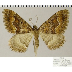 /filer/webapps/moths/media/images/E/explanata_Mimoclystia_AF_ZSM.jpg