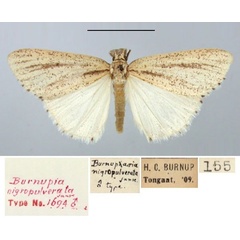 /filer/webapps/moths/media/images/N/nigropulverata_Burnuparia_HT_TMSA.jpg