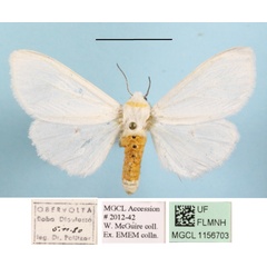 /filer/webapps/moths/media/images/P/punctulatum_edlingeri_Micralarctia_A_MGCLa_01.JPG
