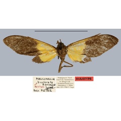 /filer/webapps/moths/media/images/B/bicolorata_Maculonaclia_HT_MNHN.jpg