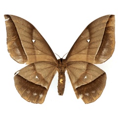 /filer/webapps/moths/media/images/E/eblis_Gonimbrasia_AF_Basquinb.jpg