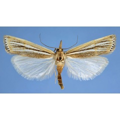/filer/webapps/moths/media/images/D/dionisa_Aurotalis_AF_Bassi.jpg