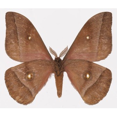 /filer/webapps/moths/media/images/N/nyassana_Gonimbrasia_AM_Basquinb.jpg