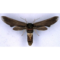 /filer/webapps/moths/media/images/D/dollmani_Paramelisa_PLT_BMNH_01.jpg
