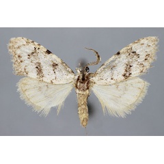 /filer/webapps/moths/media/images/B/bilineatalis_Meganola_A_BMNH.jpg