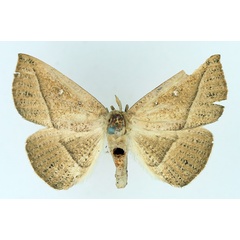 /filer/webapps/moths/media/images/A/albooculata_Ugia_AM_TMSA_05.jpg